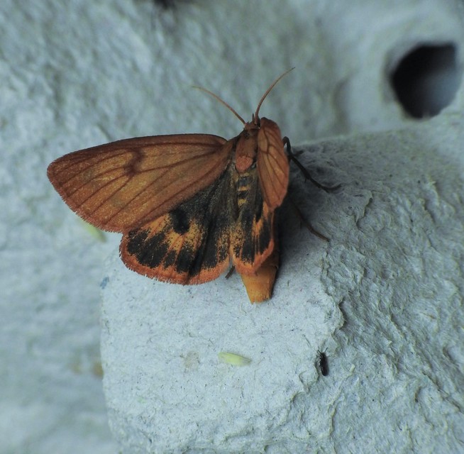 vörösszélű medvelepke - Diacrisia sannio