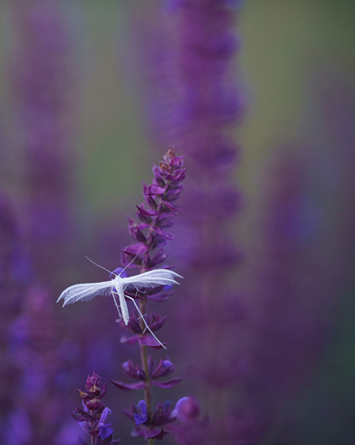 Pterophorus pentadactyla - fehér tollasmoly