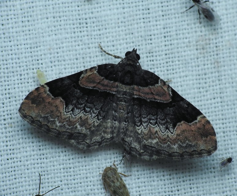 piros tarkaaraszoló - Catarhoe rubidata