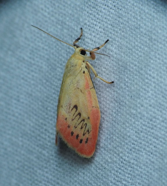 Miltochrista miniata - piros medvelepke
