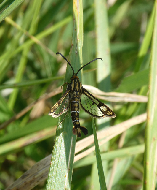 Pyropteron triannuliforme - sóskaszitkár