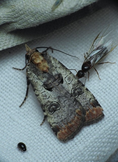 Epilecta linogrisea - karcsú sárgafűbagoly