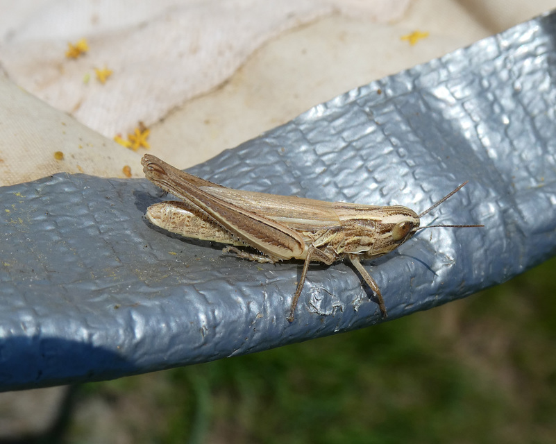 Euchorthippus declivus - rövidszárnyú rétisáska