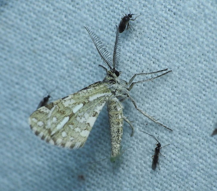 Narraga fasciolaria/tessularia