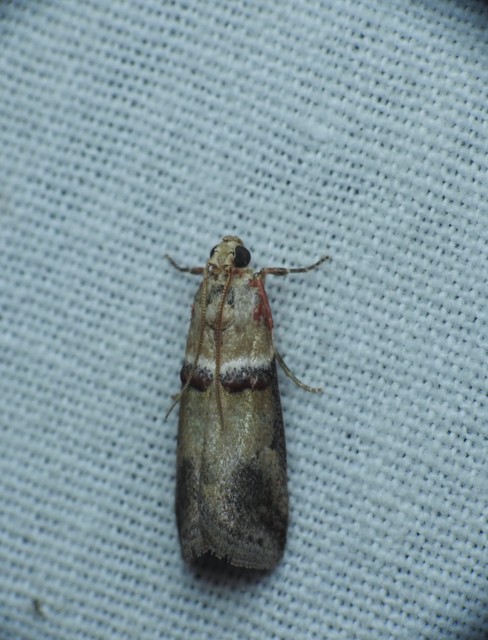 bordás karcsúmoly - Acrobasis tumidana