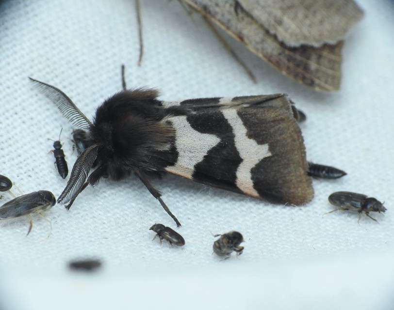 tarka medvelepke - Watsonarctia deserta