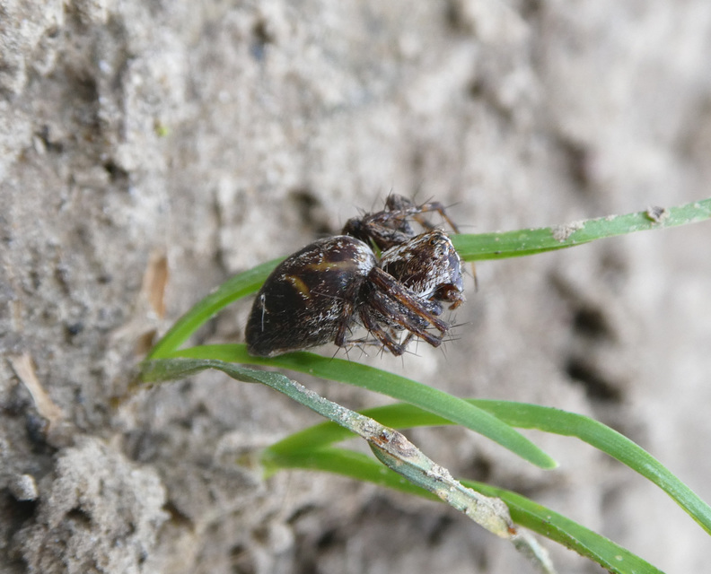 Oxyopes ramosus