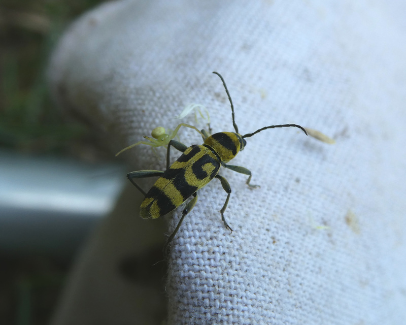 Chlorophorus varius - díszes darázscincér