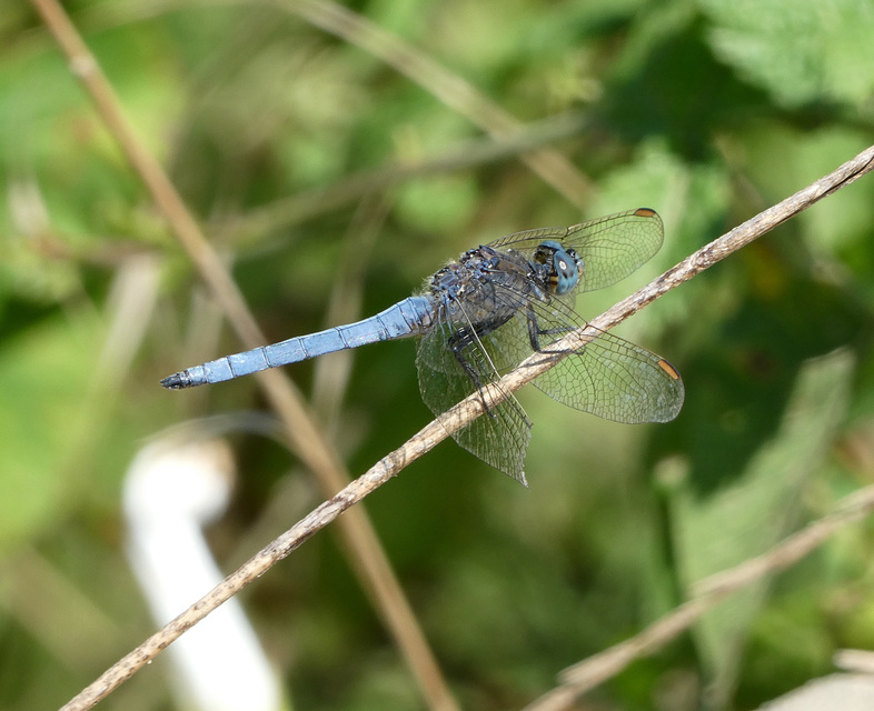 Orthetrum coerulescens - karcsú pásztorszitakötő