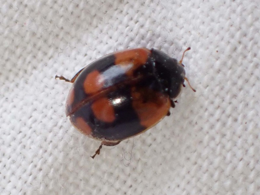 Adalia bipunctata - kétpettyes katica