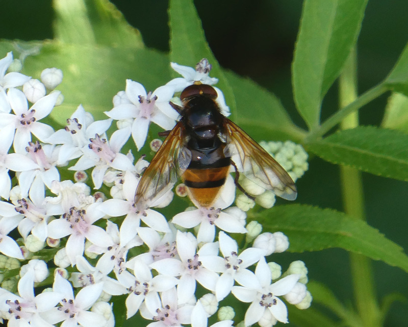 Volucella zonaria - kétöves pihelégy Volucella zonaria - kétöves pihelégy
