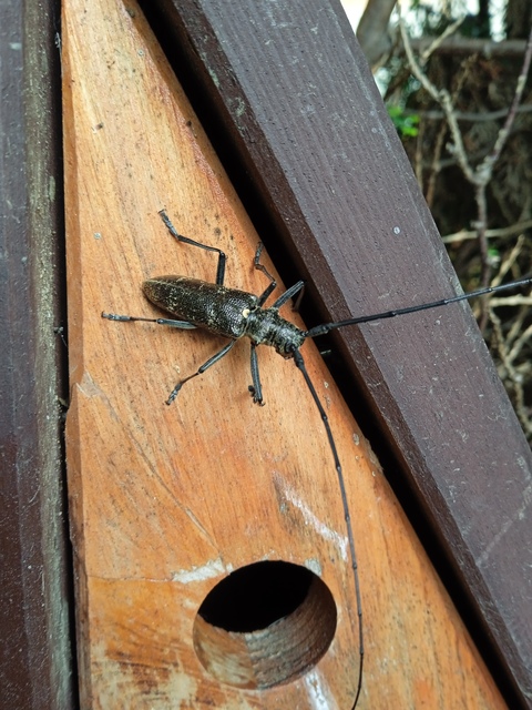 Monochamus galloprovincialis pistor - foltos fenyvescincér