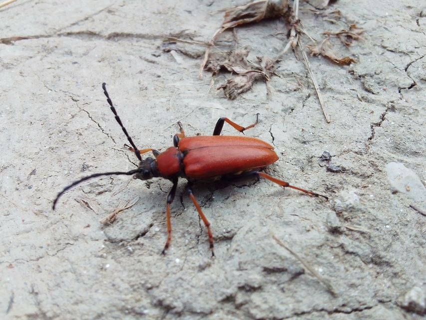 Stictoleptura rubra - vörös virágcincér