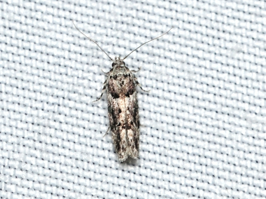 Recurvaria nanella - kis vörös-rügysodrómoly