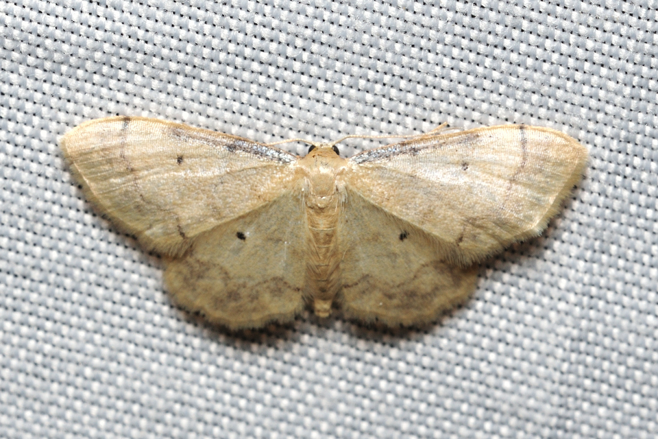 Idaea politaria - vonalas apróaraszoló