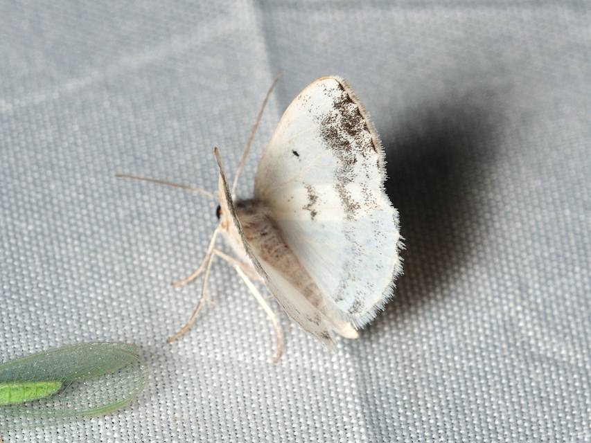 Lomographa temerata - foltos fehéraraszoló