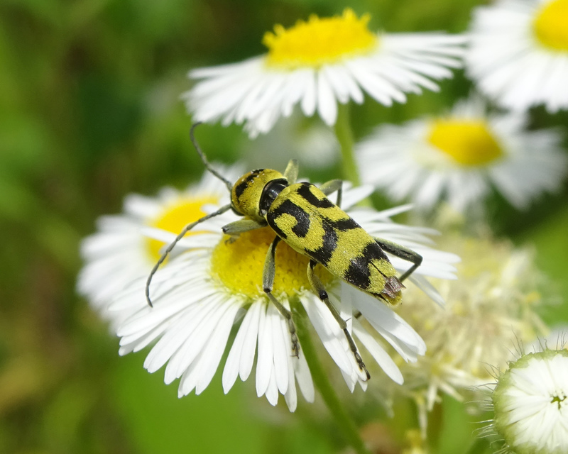 Chlorophorus varius - díszes darázscincér