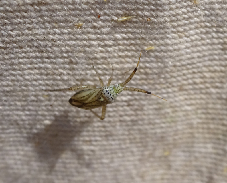 Oncotylus setulosus - búzavirágpoloska
