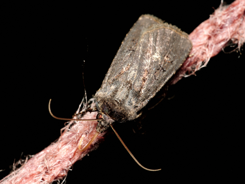 Euxoa nigricans - feketés földibagoly