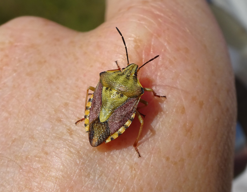 Carpocoris purpureipennis - piros gyümölcspoloska Carpocoris purpureipennis - piros gyümölcspoloska