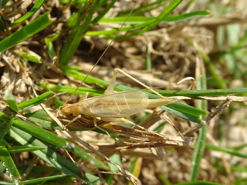 Oecanthus pellucens - pirregőtücsök