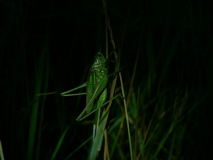 Gampsocleis glabra - tőrös szöcske
