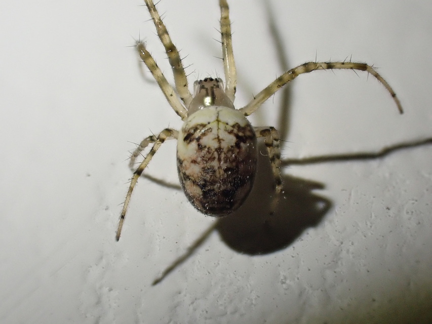Metellina segmentata/mengei