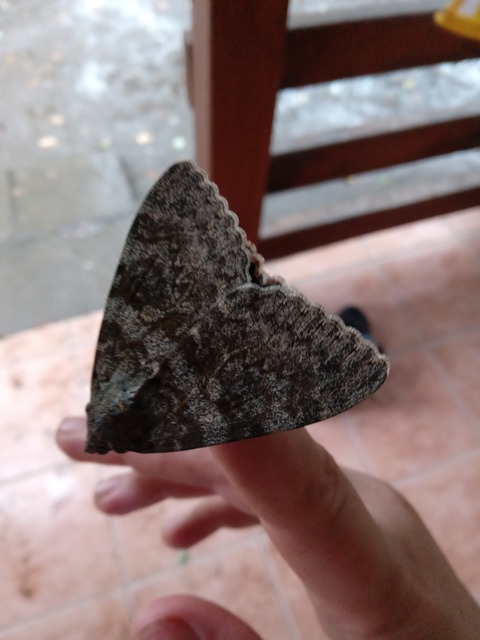 közönséges övesbagoly - Catocala elocata