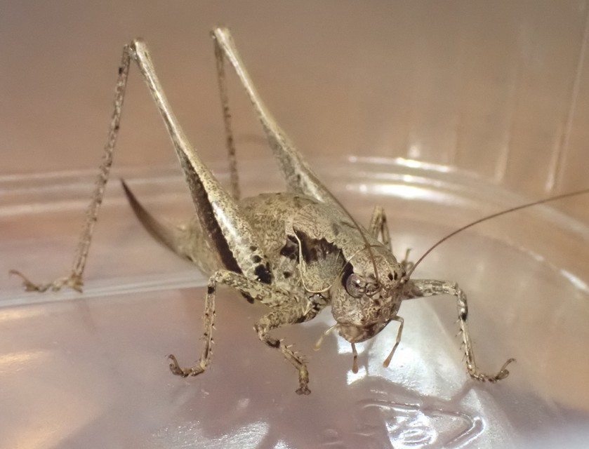 Pholidoptera griseoaptera - szürke avarszöcske