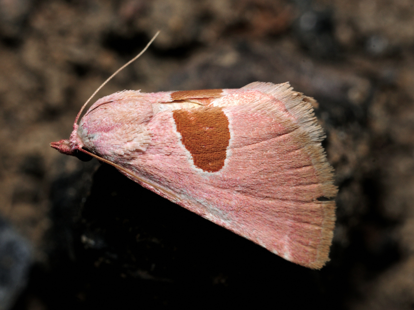 Calymma communimacula - pajzstetűfaló bagoly