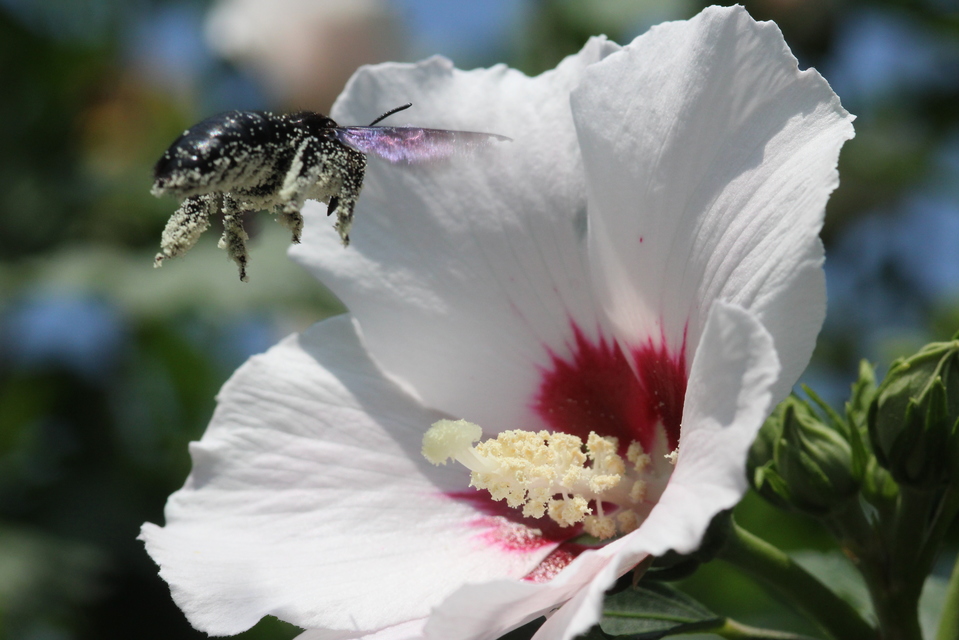 Xylocopa