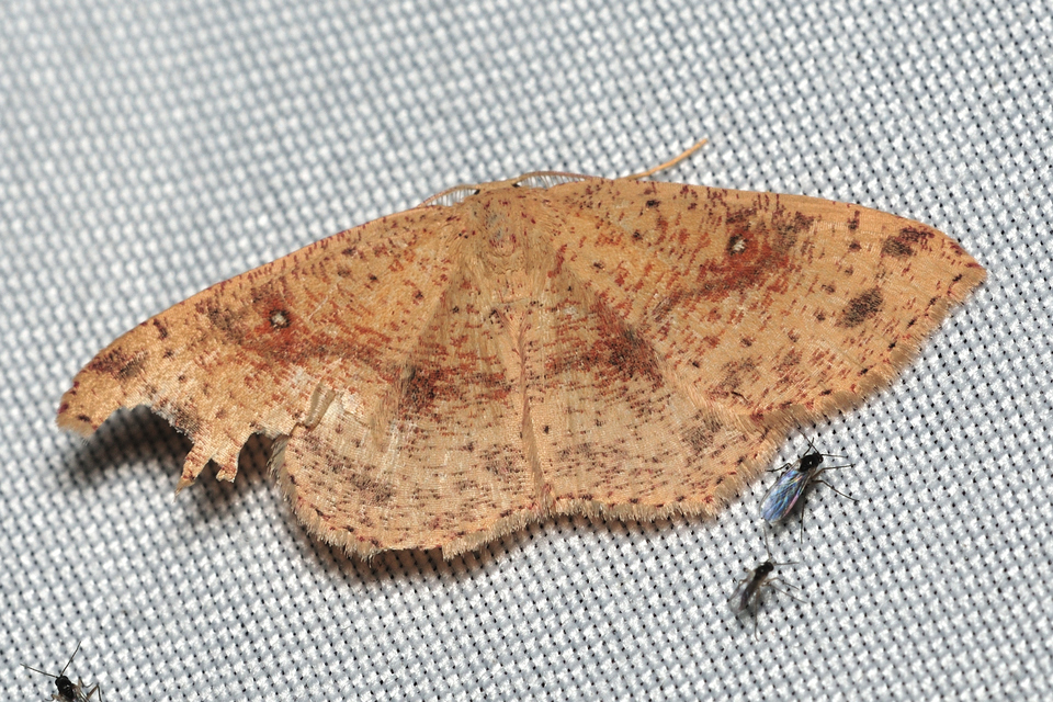 Cyclophora porata - körös pettyesaraszoló