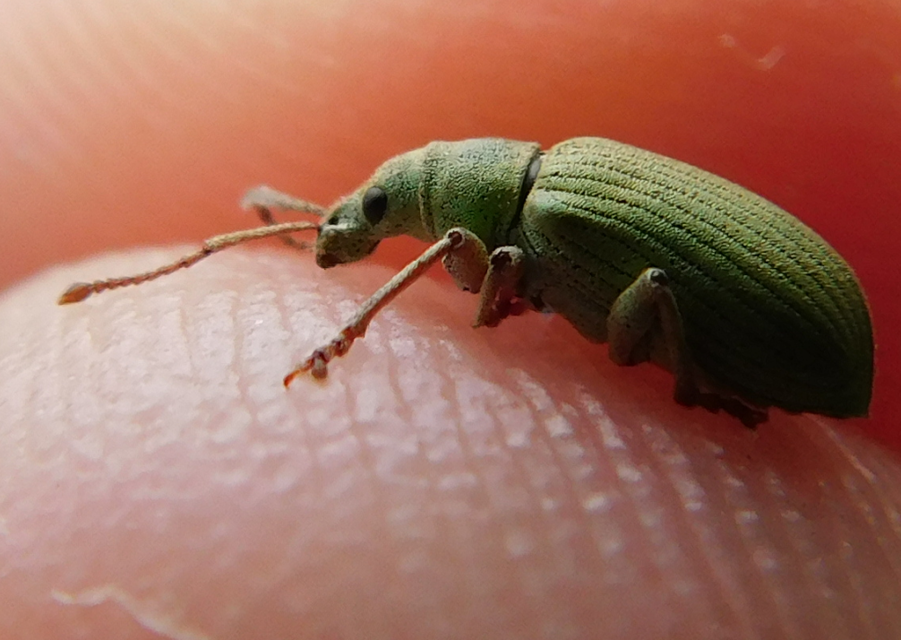Phyllobius virideaeris - halványzöld levélormányos