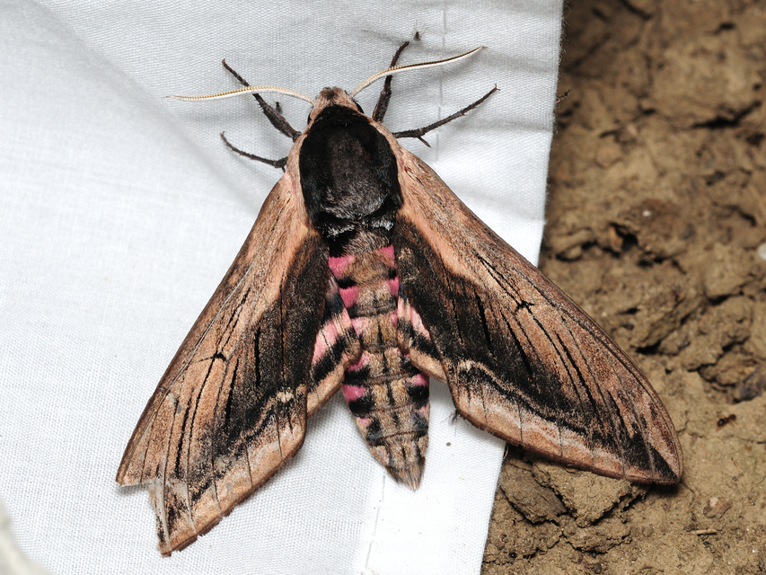 Sphinx ligustri - fagyalszender