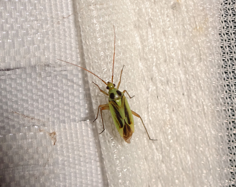 Stenotus binotatus - kétfoltos mezeipoloska