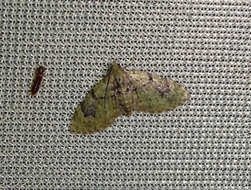 Chloroclystis v-ata - zöldes törpearaszoló