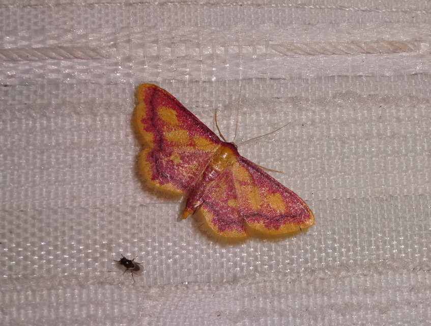 Idaea muricata - mocsári pirosaraszoló