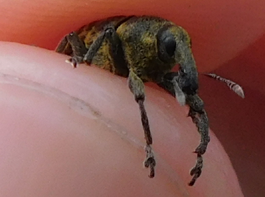 Larinus carlinae - foltos púderbarkó