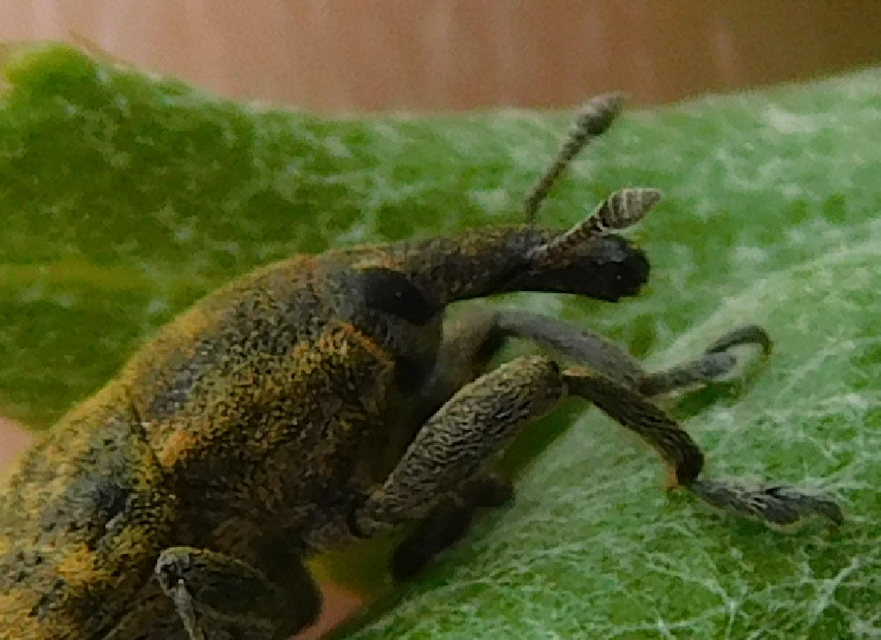 Larinus carlinae - foltos púderbarkó