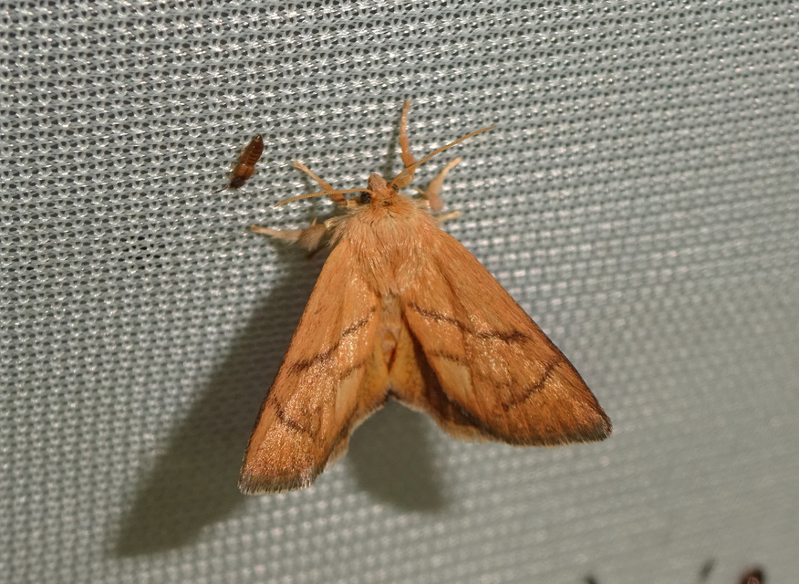 Apoda limacodes - kagylólepke