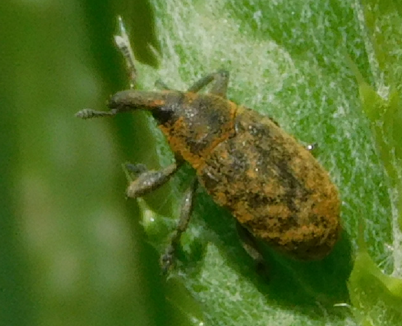 Larinus carlinae - foltos púderbarkó
