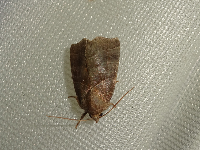 Ipimorpha retusa - sarlós fűzbagoly