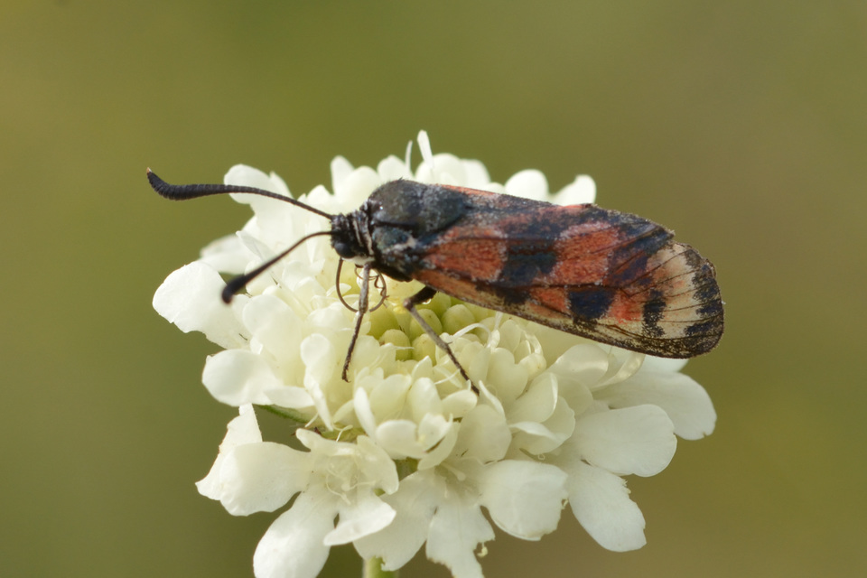 fehérgyűrűs csüngőlepke - Zygaena carniolica