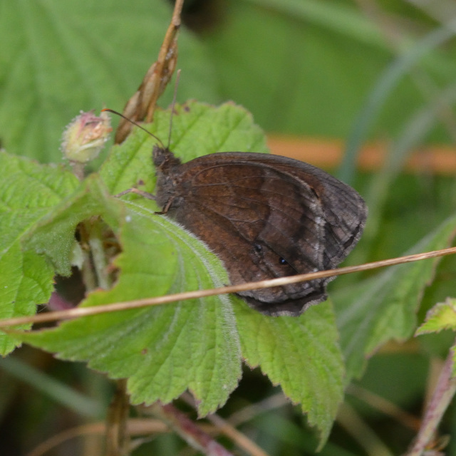 Minois dryas - fekete szemeslepke