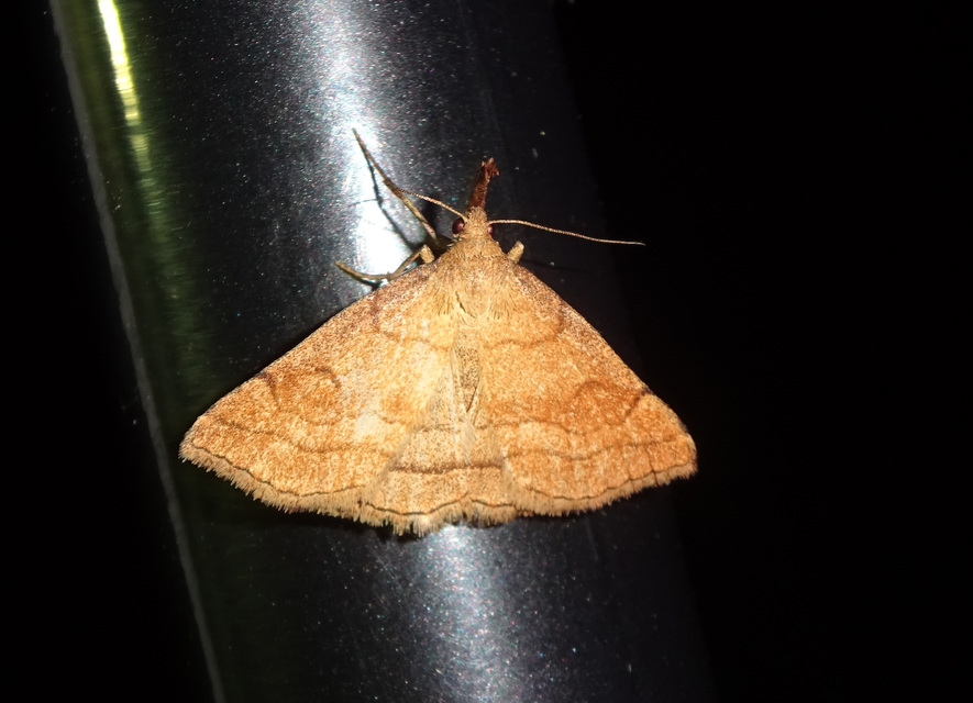 Polypogon gryphalis - láperdei karcsúbagoly
