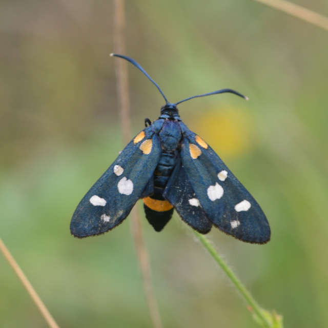 változékony csüngőlepke - Zygaena ephialtes