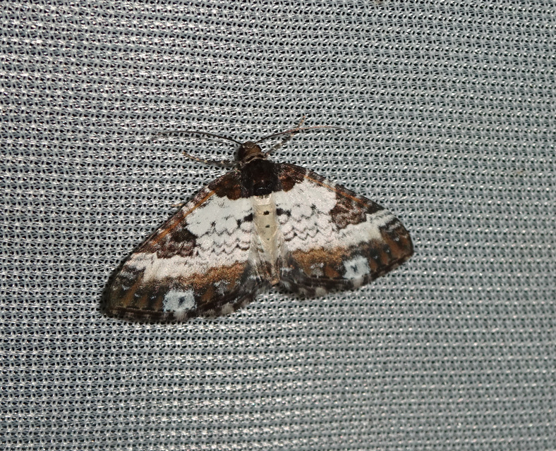 Melanthia procellata - hullámos tarkaaraszoló
