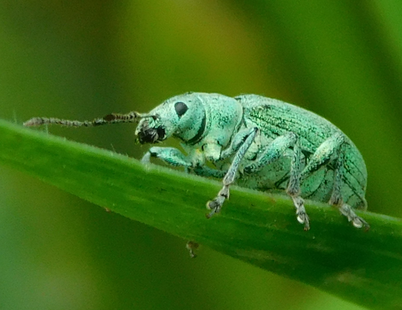 Phyllobius virideaeris - halványzöld levélormányos