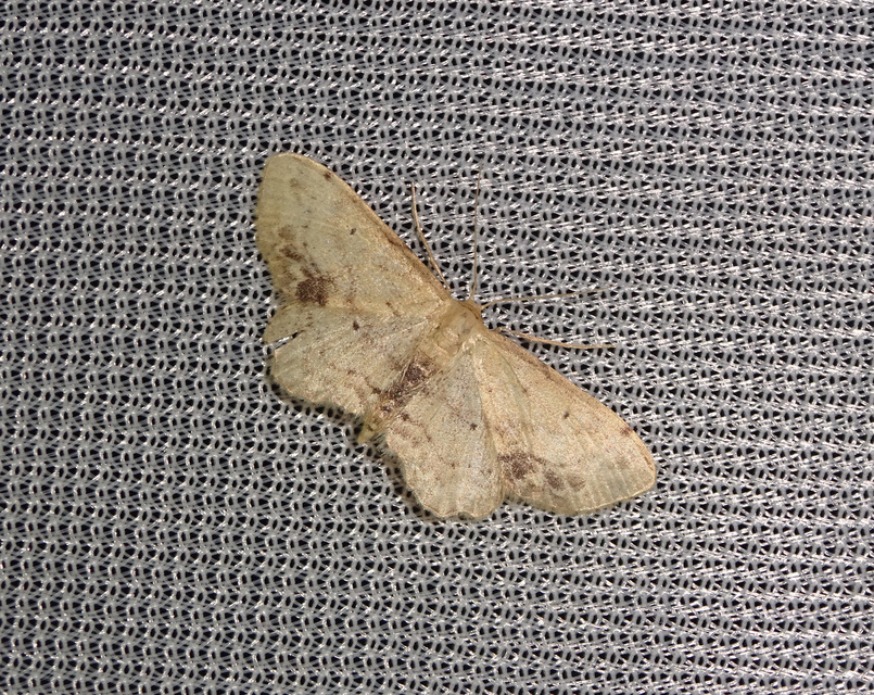Idaea dimidiata - gyakori apróaraszoló