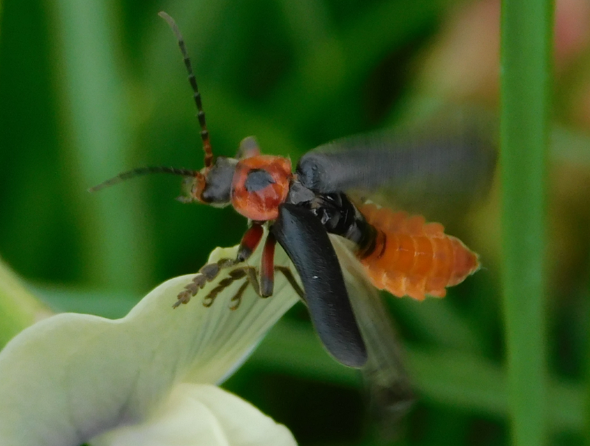 Cantharis rustica - suszterbogár